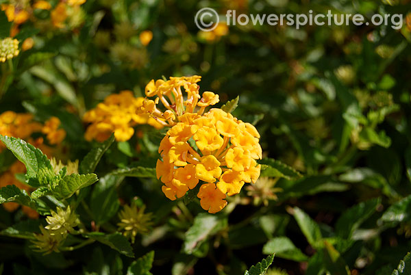 Yellow lantana