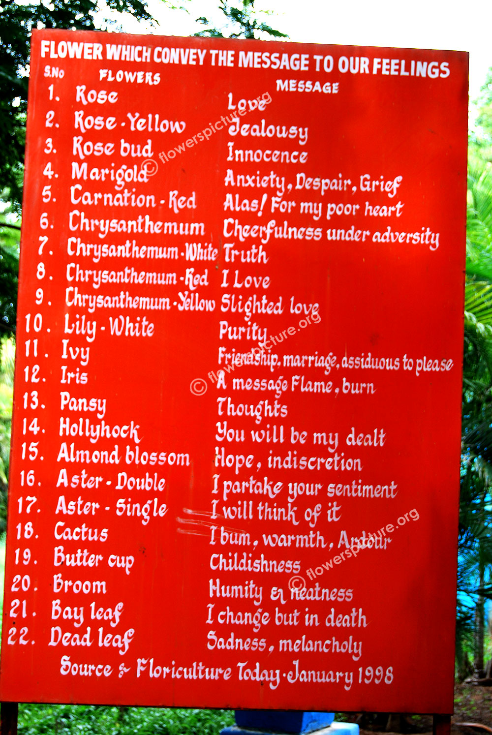 Flower which convey the message to our feelings