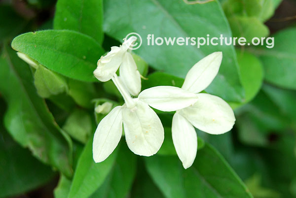 Crossandra white