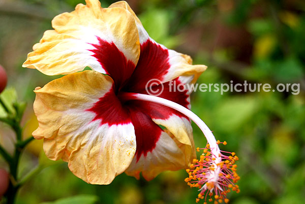 Hibiscus hybrid peach red white