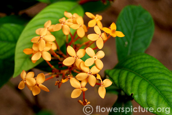 ixora yellow