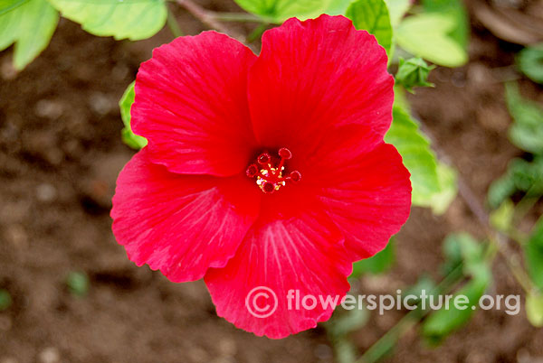 Red hibiscus flower