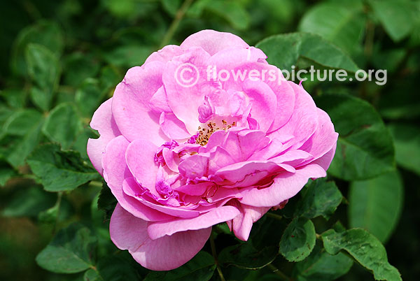 rosa bourboniana