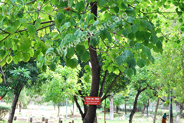 Tung oil tree - Vernicia fordii