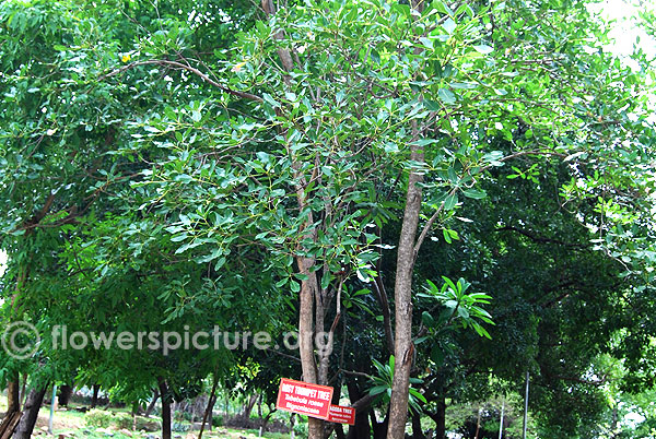 Young rosy trumpet tree