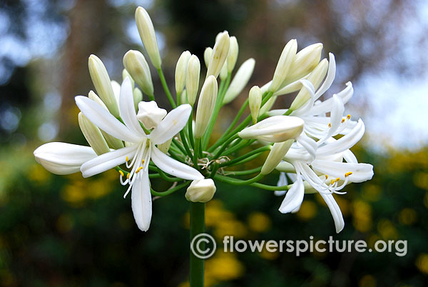 Agapanthus africanus