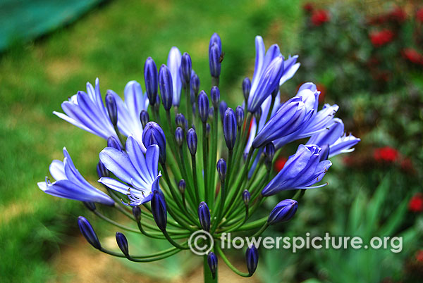 agapanthus africanus minor