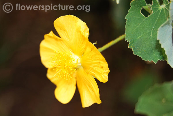 abutilon indicum