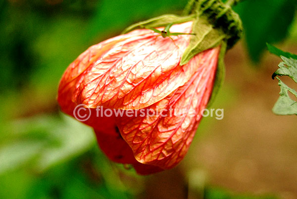 Abutilon Pictum