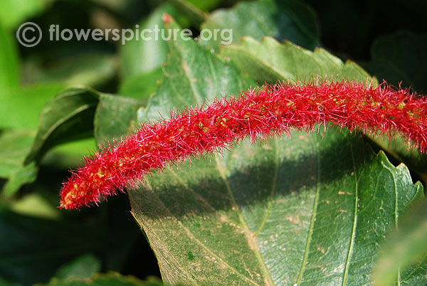 Acalypha chamaedrifolia