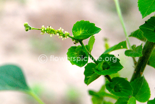 acalypha indica