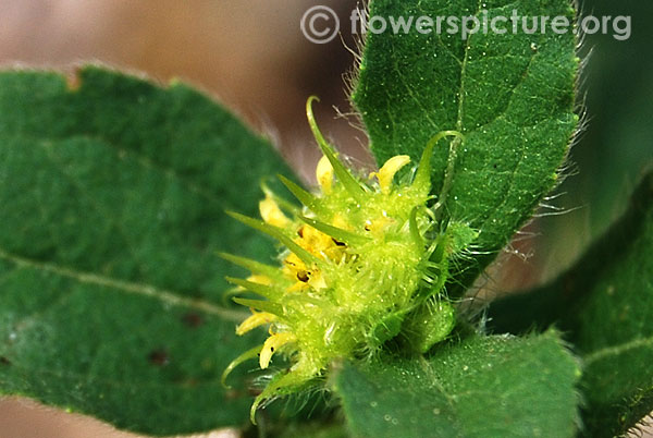 Acanthospermum hispidum