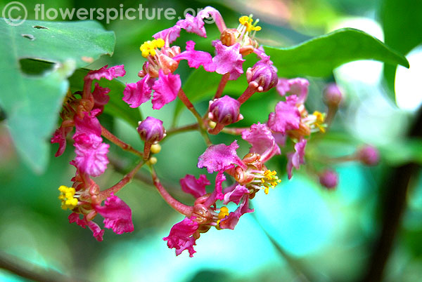 Acerola flower