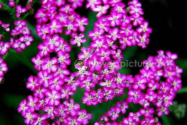 Achillea millefolium