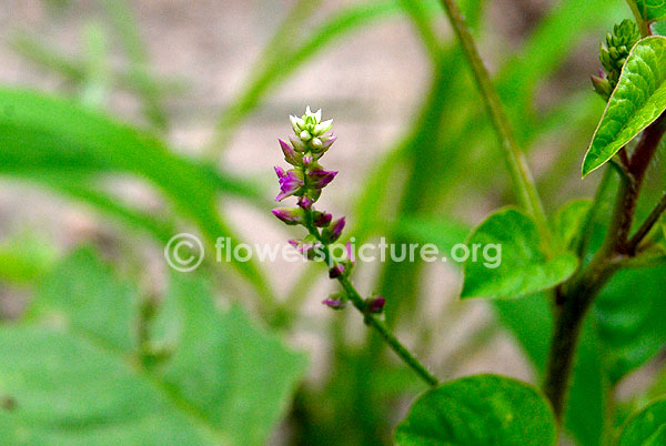 achyranthes muricata