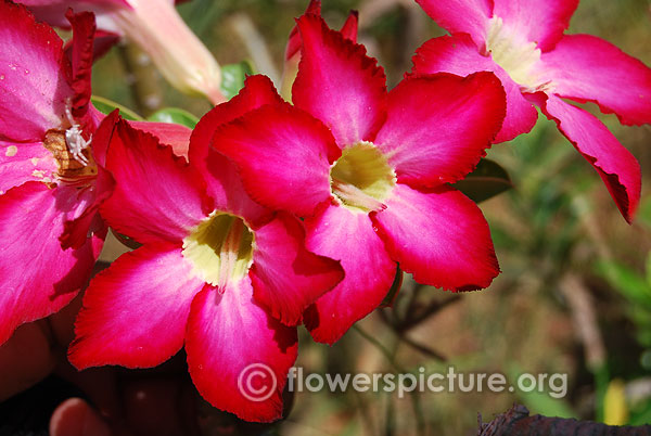 adenium obesum