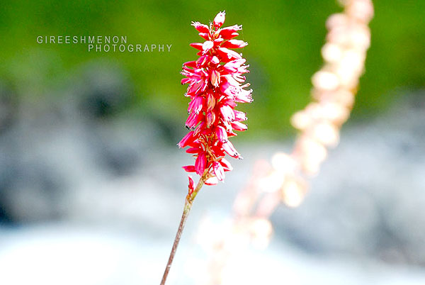 aechmea distichantha