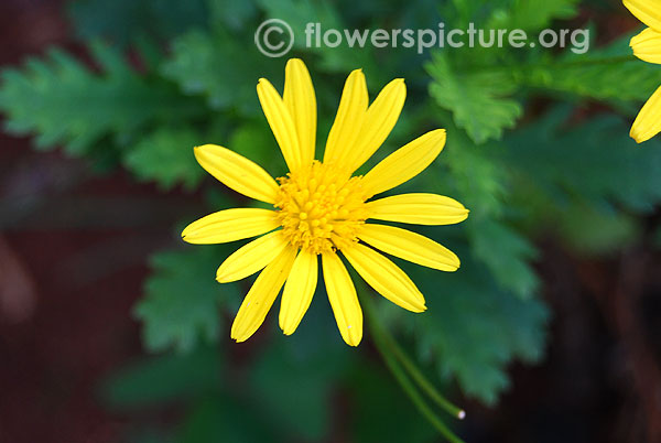 African bush daisy