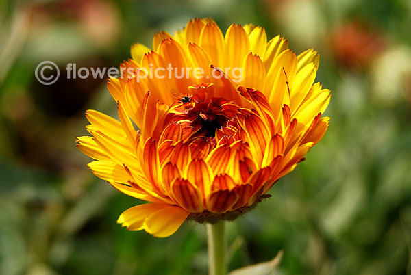 African daisy yellow