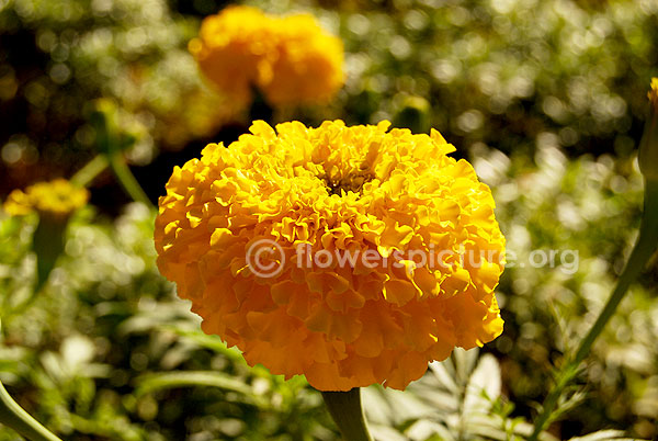 Aster thomsonii