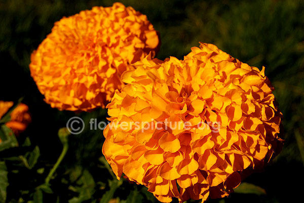 African Marigold Orange