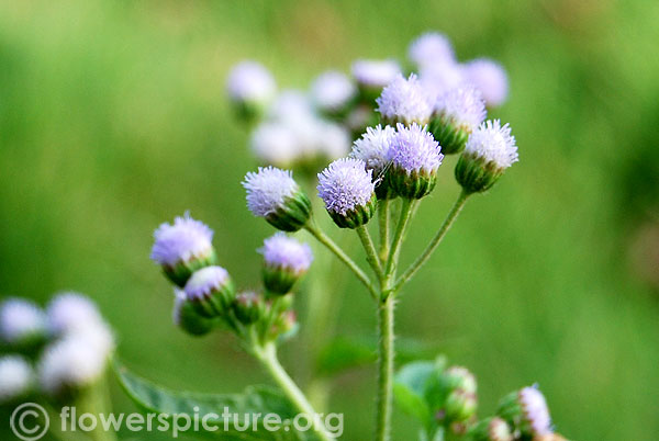 Ageratum conyzoides