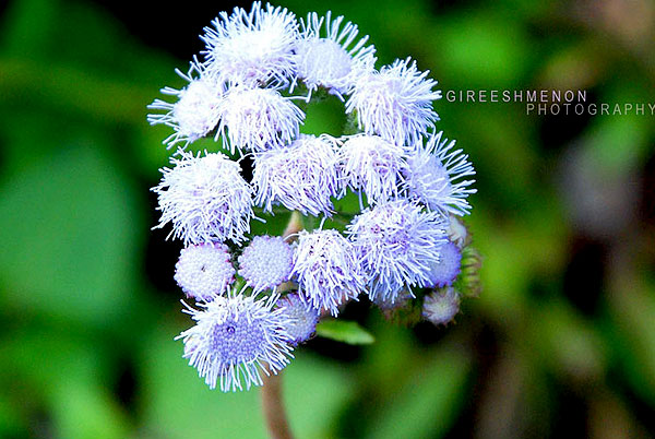 ageratum houstonianum