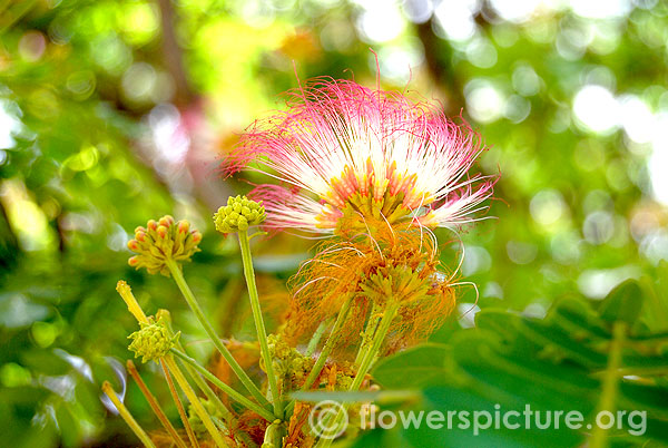 Albizia saman