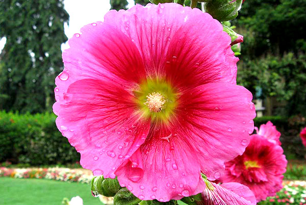 alcea rosea pink