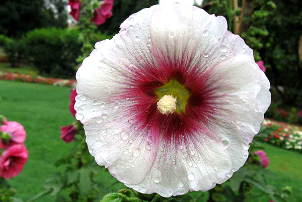 alcea rosea white