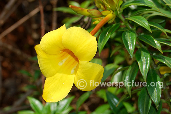 Allamanda cathartica