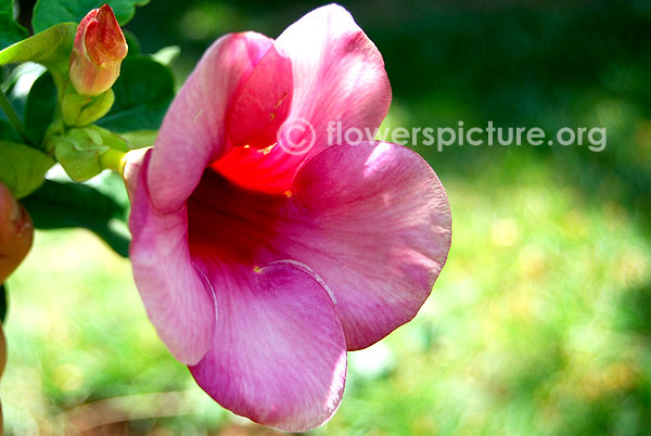 Allamanda violacea