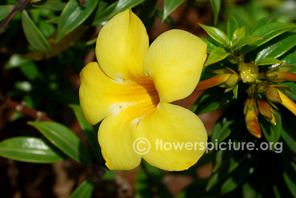 Allamanda