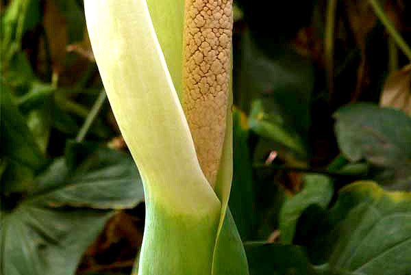 alocasia macrorrhizos