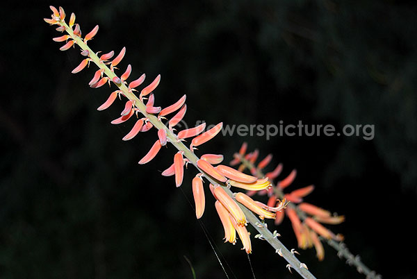 Aloe arborescens