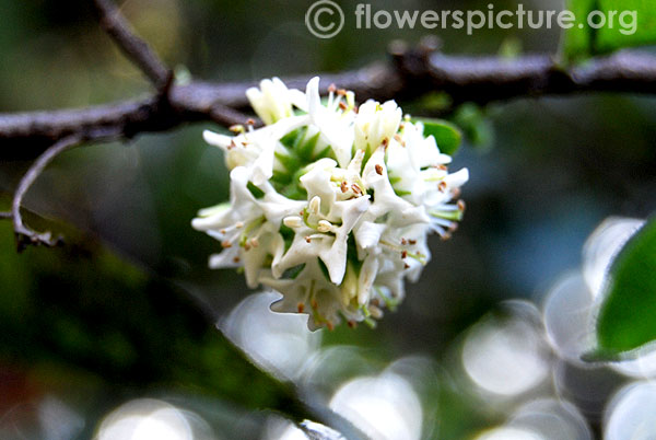 Alstonia scholaris