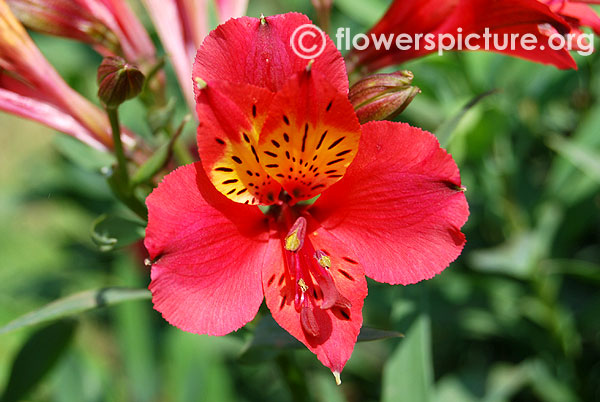 Alstroemeria hybrida