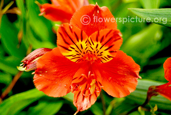 alstroemeria