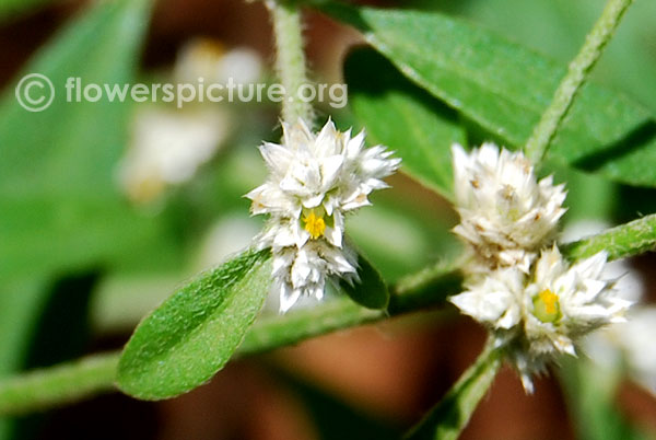 alternanthera philoxeroides