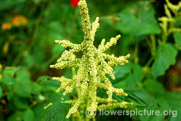 Amaranthus spinosus