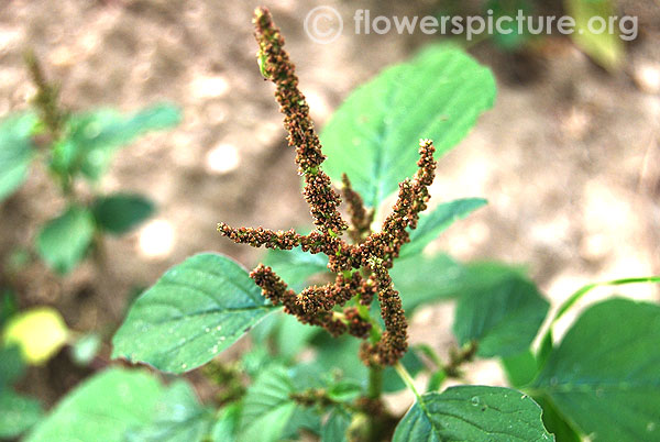 Amaranthus viridis