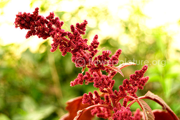 Amaranthus Cruentus