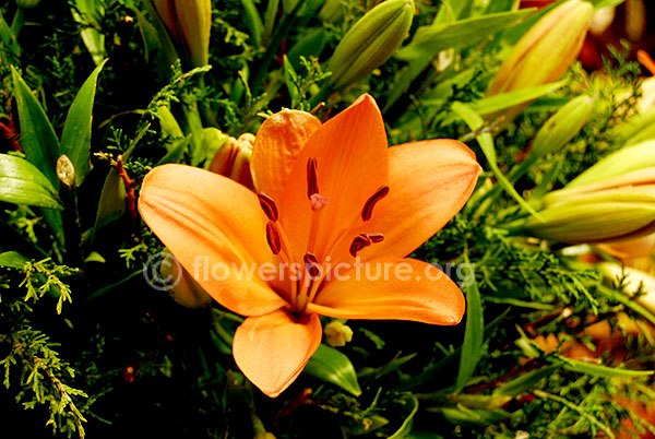 Amaryllis Orange