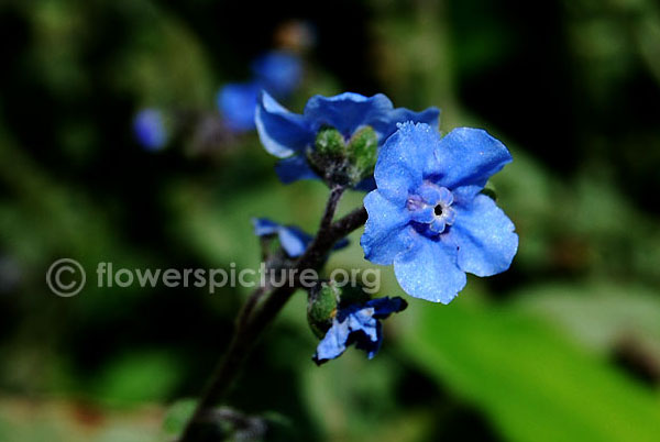 Anchusa capensis