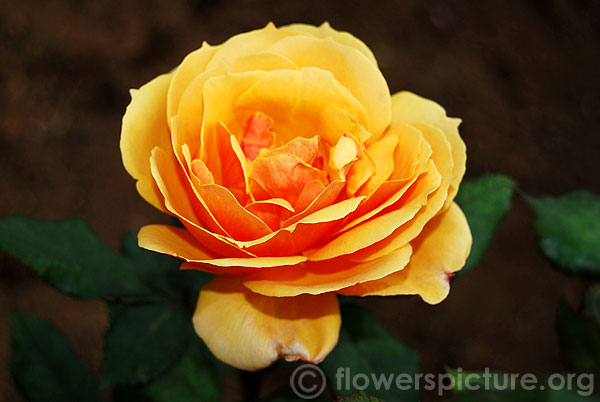 Anne harkness rose