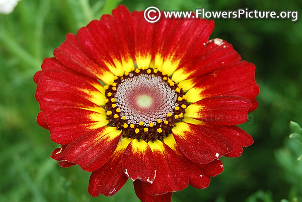 Annual Chrysanthemum Red Yellow