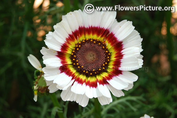 Annual Chrysanthemum White Red