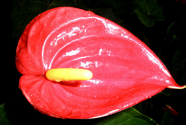 anthurium andraeanum red