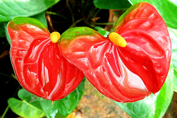 anthurium andraeanum red green