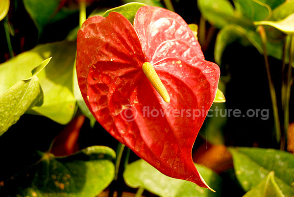 Anthurium andraeanum red single